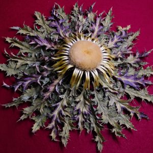 Flor de Eguzkilore Morada