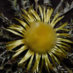 Flor de Eguzkilore Estrella
