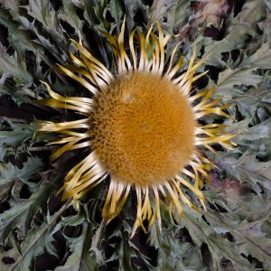 Flor de Eguzkilore grande