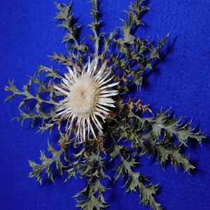 Flor de Eguzkilore blanca